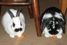Reggie and Pebbles